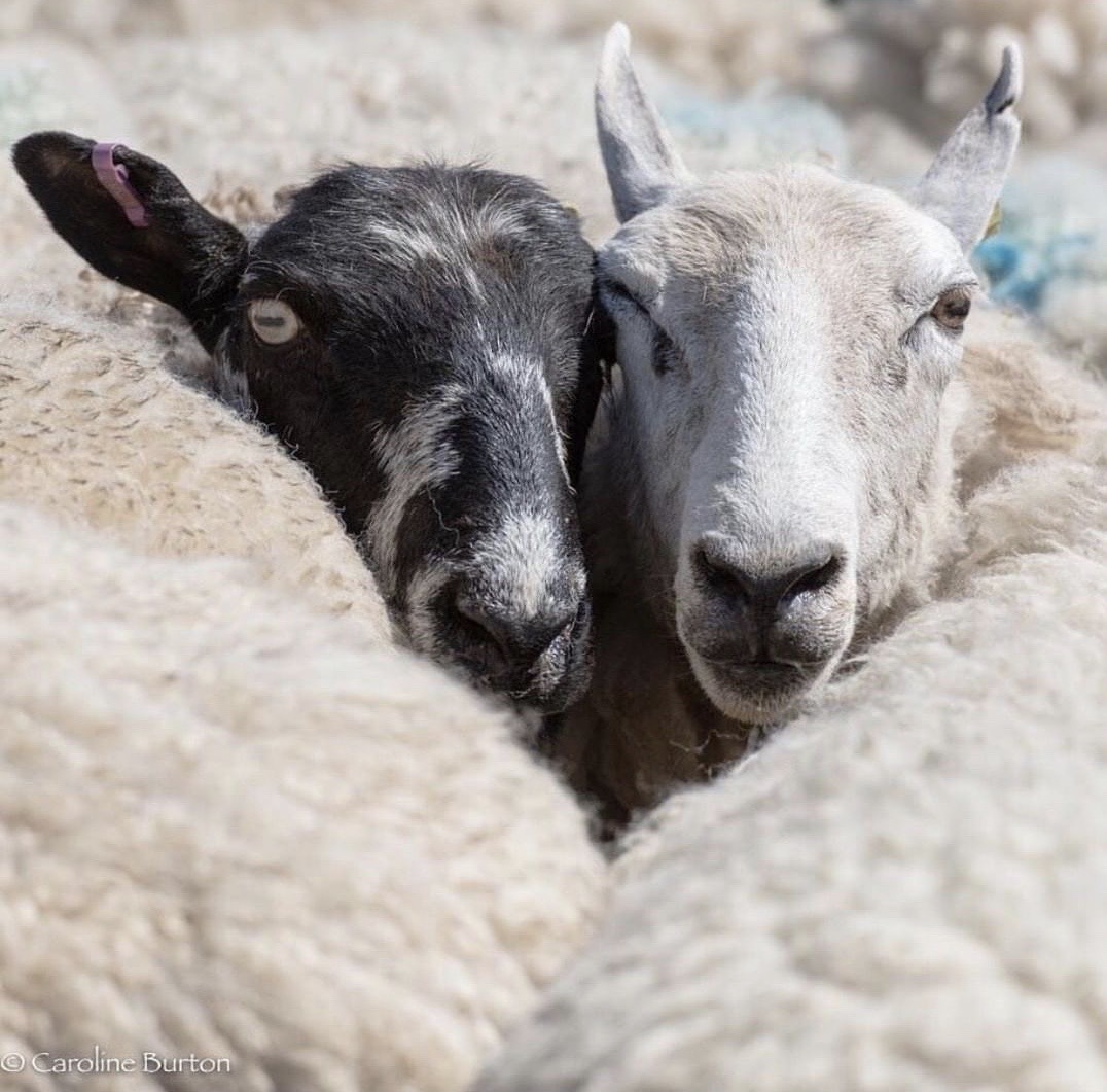 Campaign for Wool Welcomes British and New Zealand Wool Growers ...